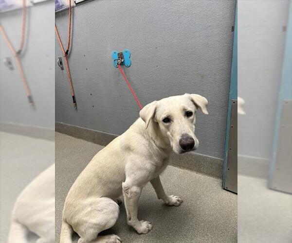 Medium Photo #1 Labrador Retriever-Unknown Mix Puppy For Sale in Las Vegas, NV, USA