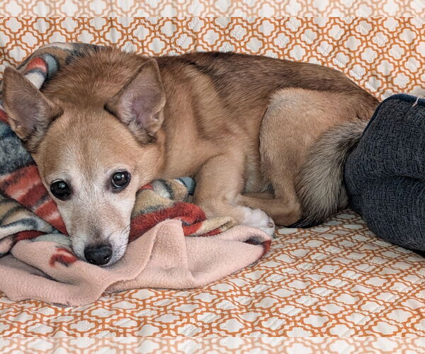 Medium Photo #1 Chihuahua-Unknown Mix Puppy For Sale in Farmington, MN, USA