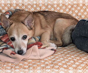 Chihuahua Mix Dog for Adoption in Farmington, Minnesota USA