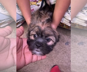 Lhasa Apso Puppy for sale in ROCHESTER, NY, USA