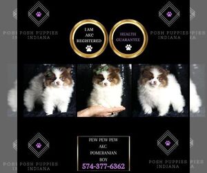 Pomeranian Puppy for sale in WARSAW, IN, USA