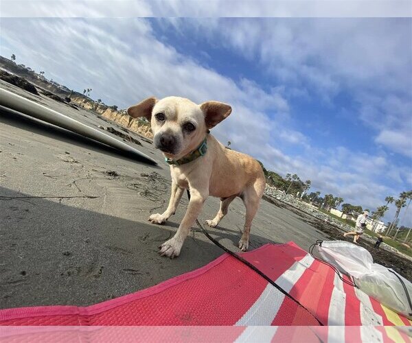 Medium Photo #5 Chihuahua Puppy For Sale in  Ramona, CA, USA