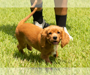 Cavalier King Charles Spaniel Puppy for sale in TOPEKA, IN, USA