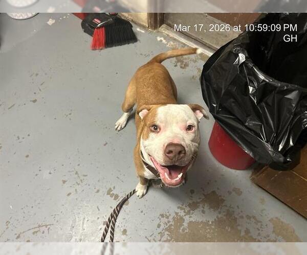 Medium Photo #1 American Pit Bull Terrier Puppy For Sale in Ocala, FL, USA