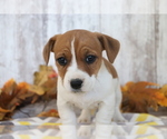 Small Photo #4 Jack Russell Terrier-Jug Mix Puppy For Sale in SHILOH, OH, USA