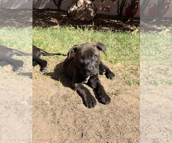 Medium Photo #6 Mutt Puppy For Sale in Sandy, UT, USA
