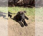 Small #5 Mutt