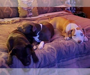 American Pit Bull Terrier Puppy for sale in WENATCHEE, WA, USA