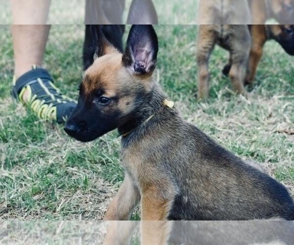 Medium Photo #3 Belgian Malinois Puppy For Sale in DALLAS, TX, USA