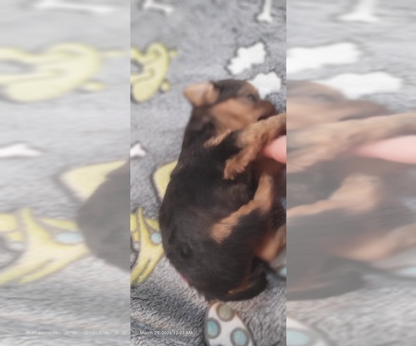 Medium Photo #300 Yorkshire Terrier Puppy For Sale in AKRON, OH, USA