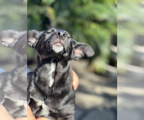 Medium Photo #14 Labrador Retriever-Unknown Mix Puppy For Sale in Dana Point, CA, USA