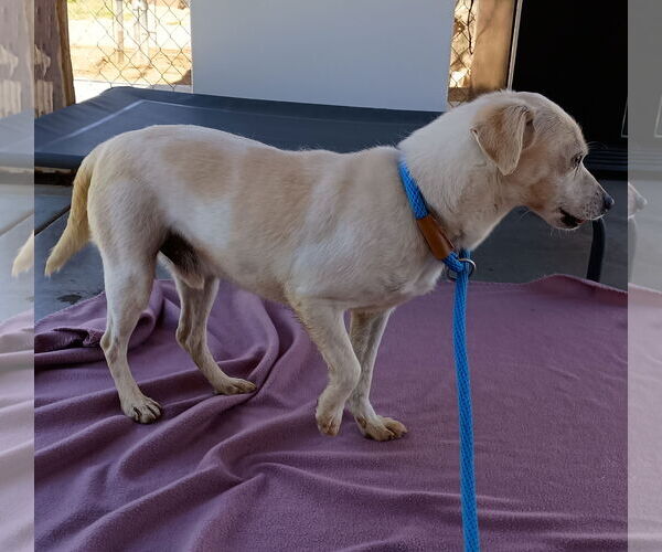 Medium Photo #4 Beagle-Chihuahua Mix Puppy For Sale in Apple Valley, CA, USA