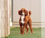 Small Photo #1 Poodle (Miniature) Puppy For Sale in LITITZ, PA, USA