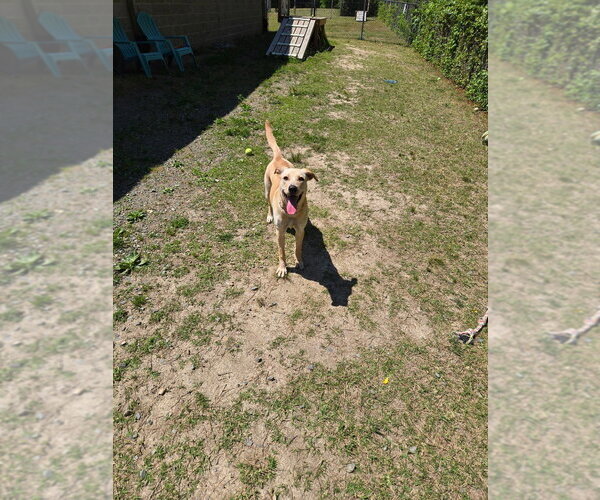 Medium Photo #2 Labrador Retriever Puppy For Sale in Glen Allen, VA, USA