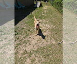 Small #1 Labrador Retriever