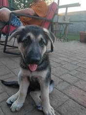 German Shepherd Dog Puppy for sale in WEBSTER, TX, USA