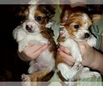 Small Photo #3 Yorkshire Terrier Puppy For Sale in ELON, NC, USA