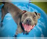 Small #2 American Pit Bull Terrier