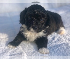 Aussiedoodle Miniature  Puppy for sale in CONNELLYS SPRINGS, NC, USA