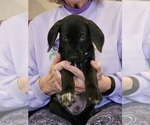 Small Photo #60 German Shorthaired Pointer Puppy For Sale in MCKINNEY, TX, USA
