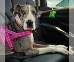 Small #5 Great Dane