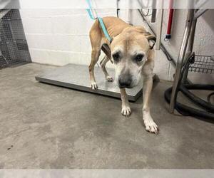 Mutt Dogs for adoption in Corona, CA, USA