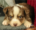 Small Photo #2 Miniature Australian Shepherd Puppy For Sale in GRANBURY, TX, USA