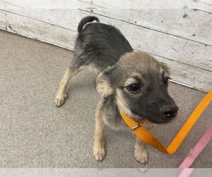 Chihuahua Dogs for adoption in San Bernardino, CA, USA