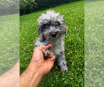 Small #3 Cavapoo (Miniature)