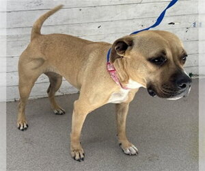 Mutt Dogs for adoption in San Bernardino, CA, USA