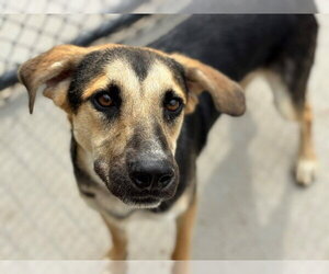German Shepherd Dog-Unknown Mix Dogs for adoption in Tulsa, OK, USA