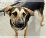 CHEDDAR - Male German Shepherd Dog-Unknown Mix Dog for Adoption - Small photo