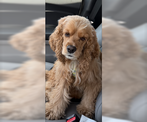 Cocker Spaniel Dogs for adoption in ft lauderdale, FL, USA