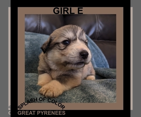 Medium Photo #1 Great Pyrenees Puppy For Sale in CHARLOTTE, MI, USA