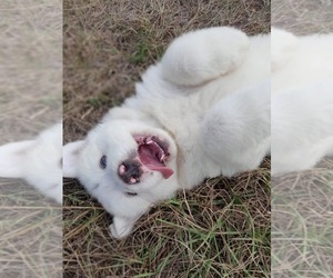 Great Pyrenees Puppy for sale in CONROE, TX, USA