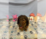 Small #1 Dachshund Mix