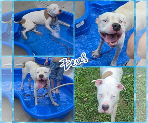 American Bulldog-Unknown Mix Dogs for adoption in Blacksburg, SC, USA