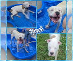 Small American Bulldog Mix