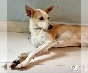 Tome - Male Chihuahua-Unknown Mix Dog for Adoption - Photo #5
