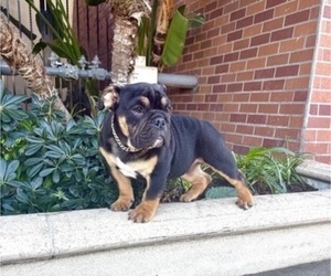 English Bulldog Puppy for sale in LITITZ, PA, USA