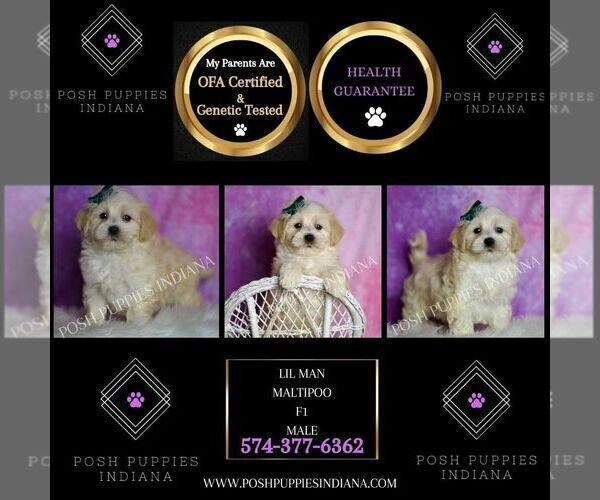 Medium Photo #2 Maltipoo (Miniature) Puppy For Sale in WARSAW, IN, USA