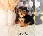 Small #3 YorkiePoo