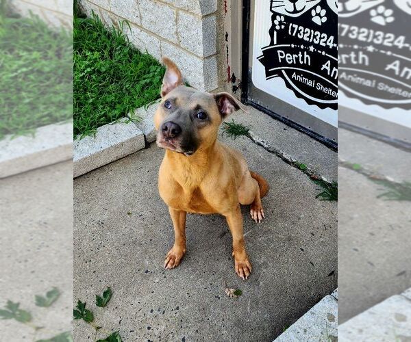 Medium Photo #2 American Staffordshire Terrier-Unknown Mix Puppy For Sale in Perth Amboy, NJ, USA