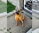 Small #1 American Staffordshire Terrier Mix