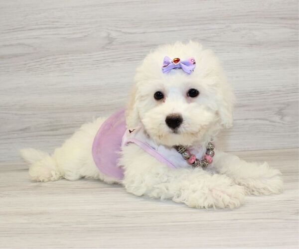 Medium Photo #2 Bichon Frise Puppy For Sale in LAS VEGAS, NV, USA