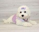 Small Photo #2 Bichon Frise Puppy For Sale in LAS VEGAS, NV, USA