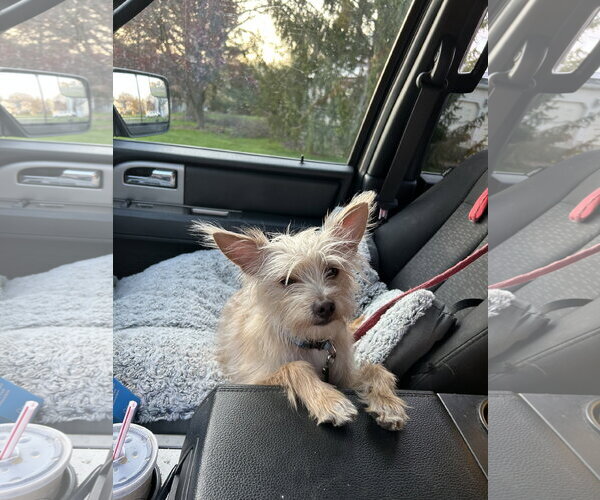 Medium Photo #4 Mutt Puppy For Sale in Gibbstown, NJ, USA