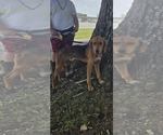 Small #1 Mutt
