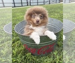 Small #3 Pomeranian