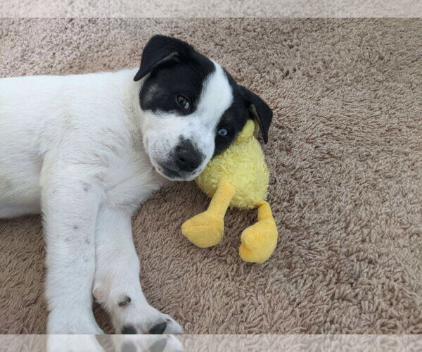 Medium Photo #8 Siberian Husky-Unknown Mix Puppy For Sale in Cedar Crest, NM, USA